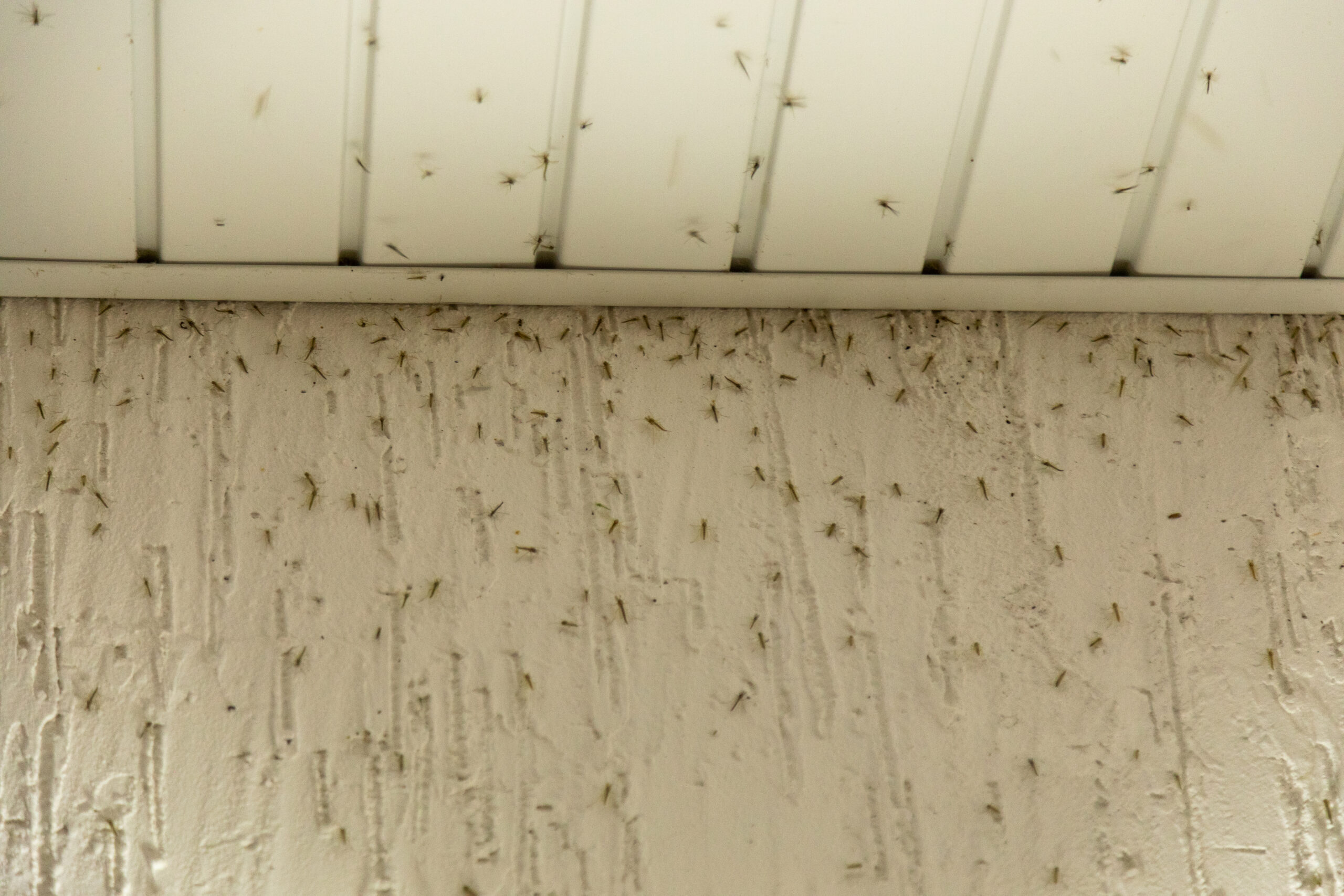 Mosquito Control
