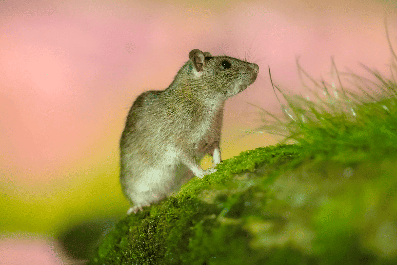 Rodent Control